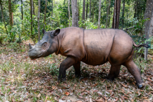 Sumatran rhino