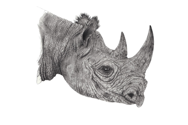 Black rhino illustration