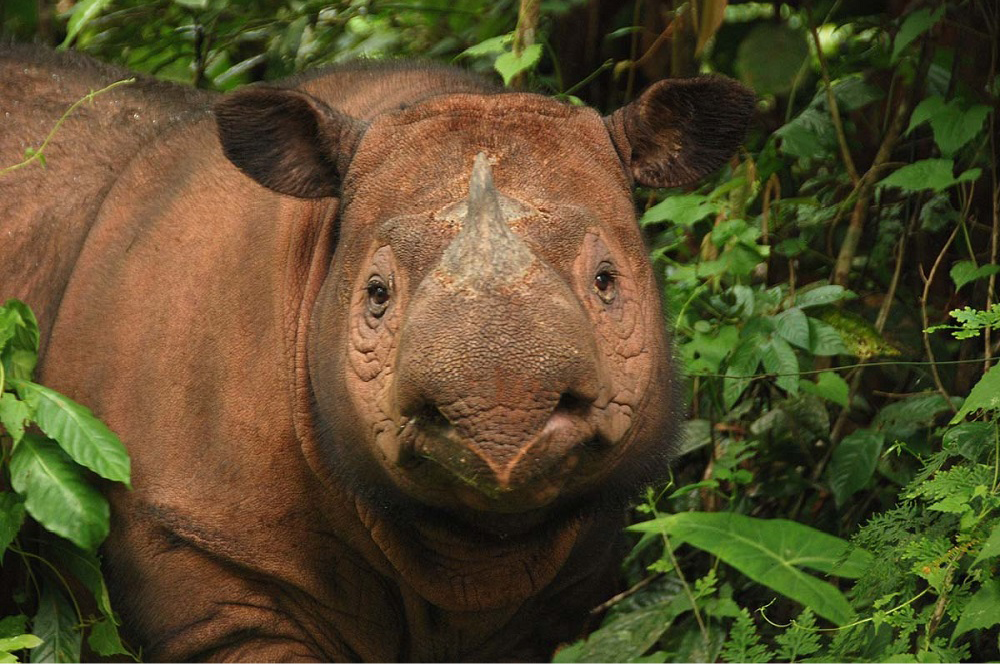 Ratu, Sumatran rhino