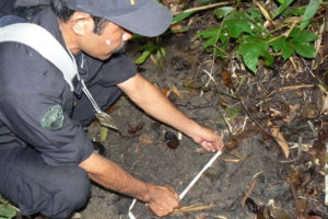 Measuring a rhino footprint.
