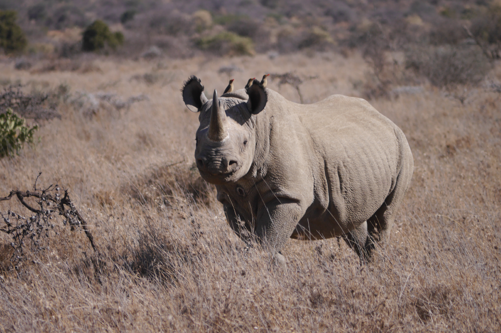 Black rhino eating Kenya