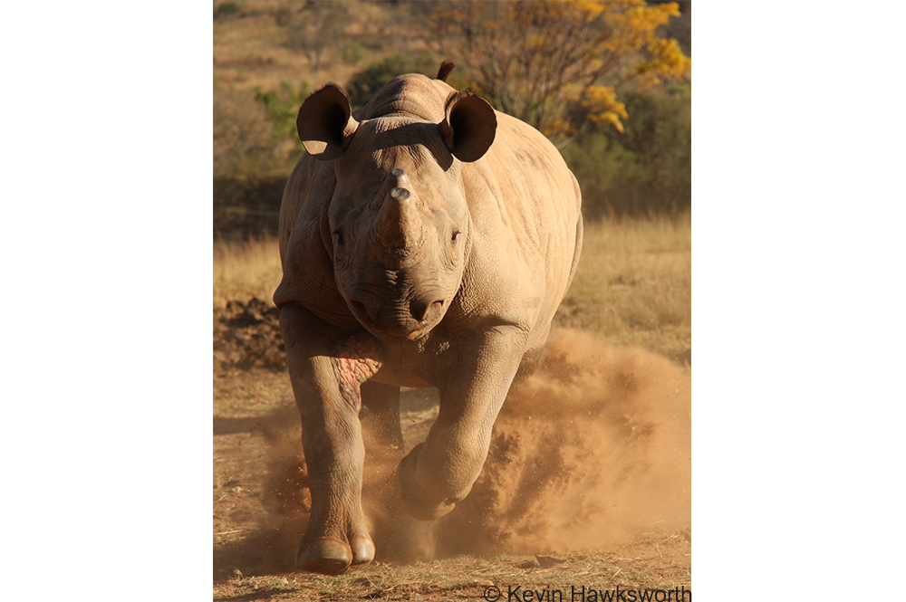Black rhino charging