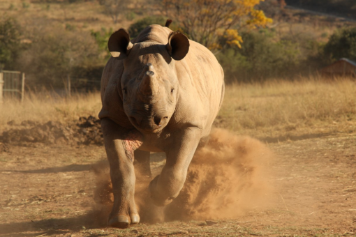 Black rhino running