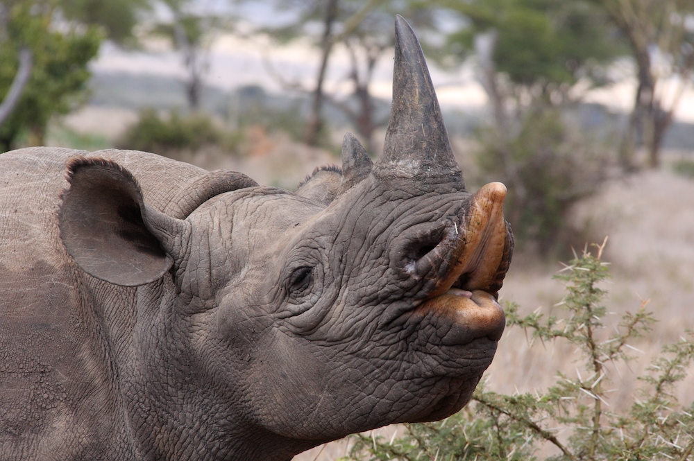 Black rhino with lip lifted