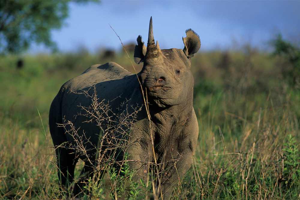 Black rhino head lifted.