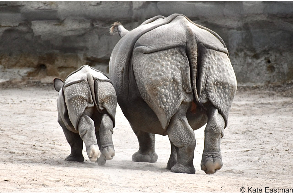 Greater one horned rhino and calf