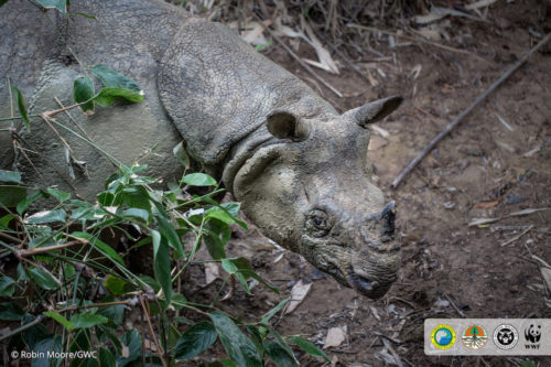 Javan rhino, camera trap photo