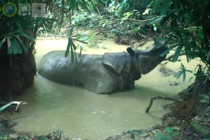 Javan rhino in mudbath