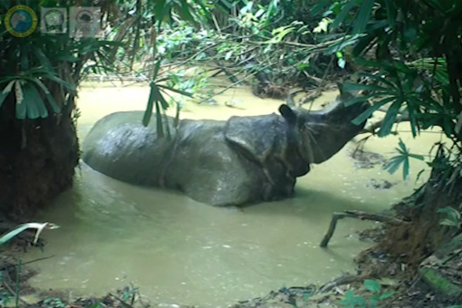 Javan rhino in mudbath