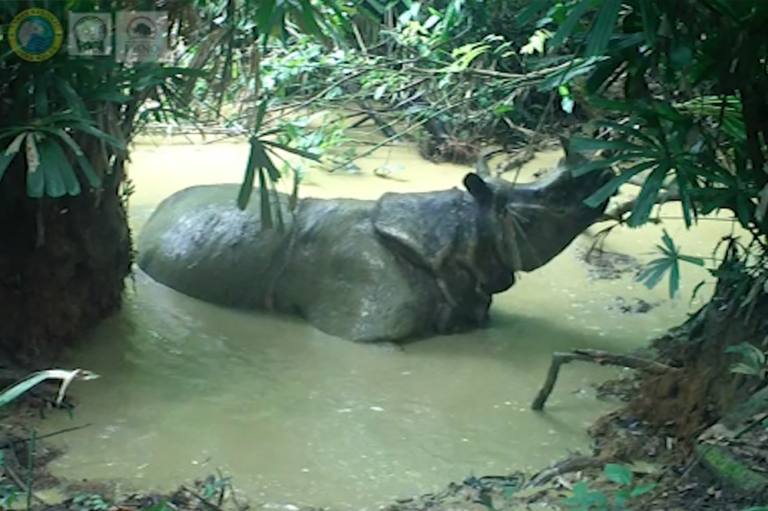 Two New Javan Rhinos Increase Population | News | Save the Rhino