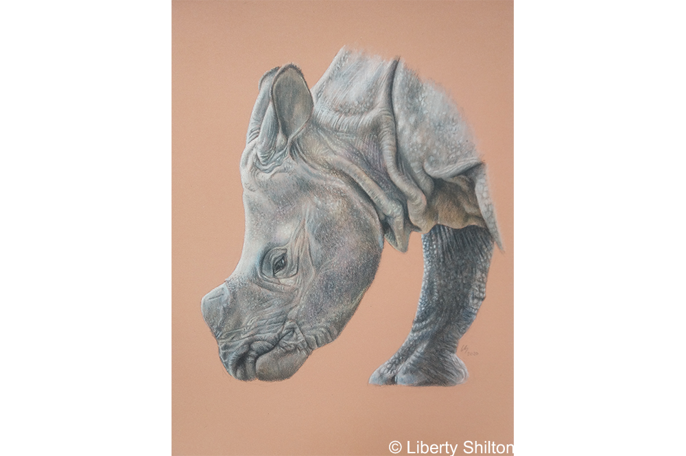 Greater one-horned rhino illustration