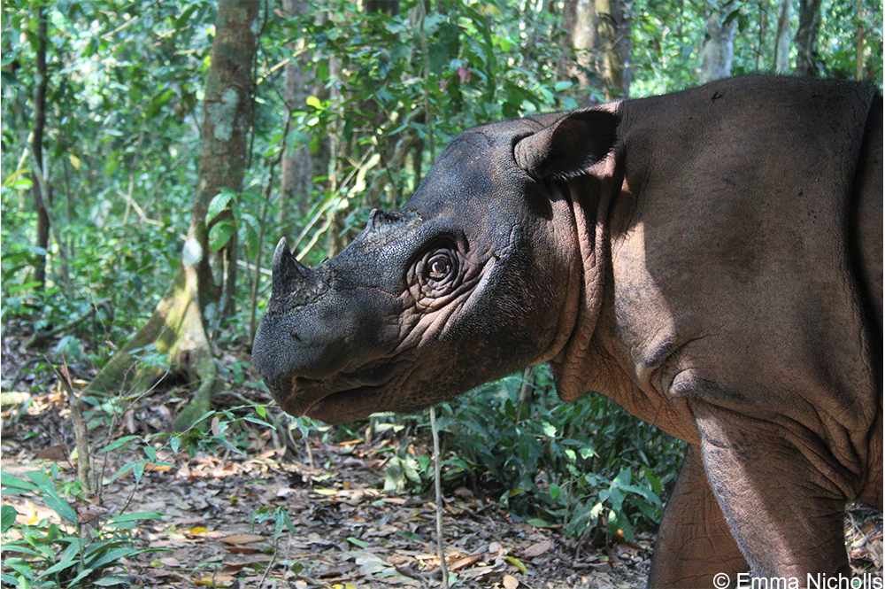 Sumatran rhino Andatu