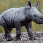 White rhino calf.Donate.