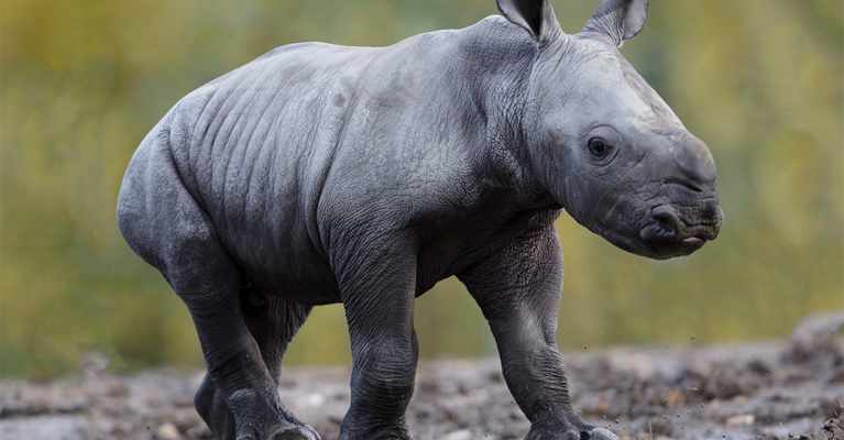 White rhino calf.Donate.