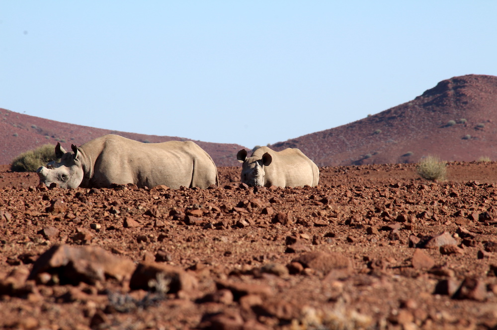 Two black rhinos, Namibia.