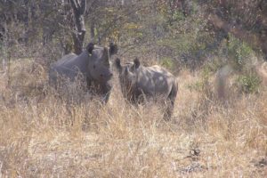 Black rhino Christmas and calf Mincepie.