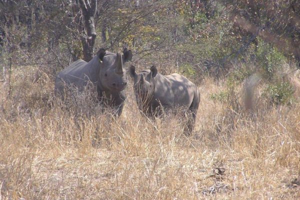 Black & White RhinoCamo ZIMBABALOOBA Verts Trouse