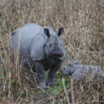 Greater one-horned rhino and calf
