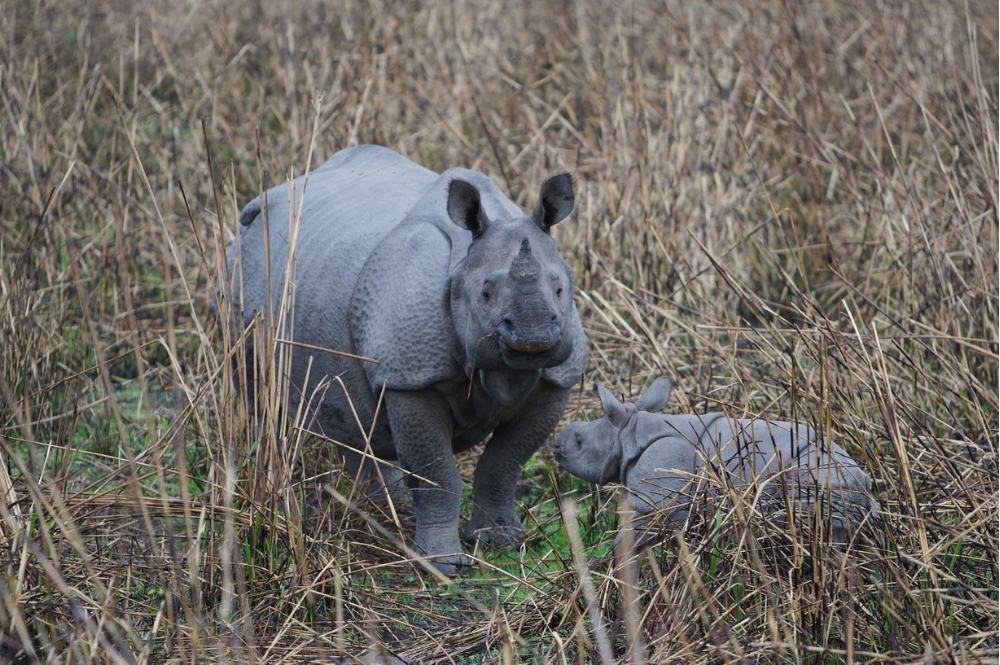 Greater one-horned rhino and calf
