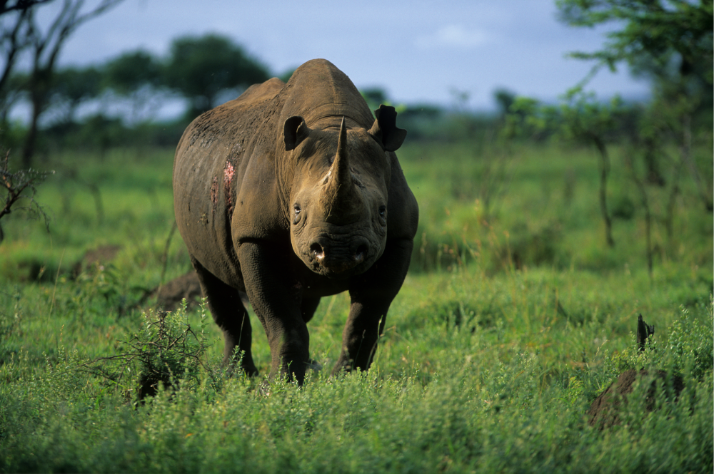 Black rhino South Africa