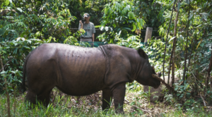 Sumatran rhino in the forest