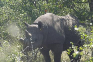 Black rhino bull