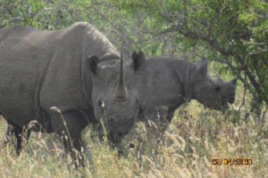 Black rhino cow and calf, Zimbabwe