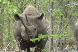 Black rhino cow, Zimbabwe