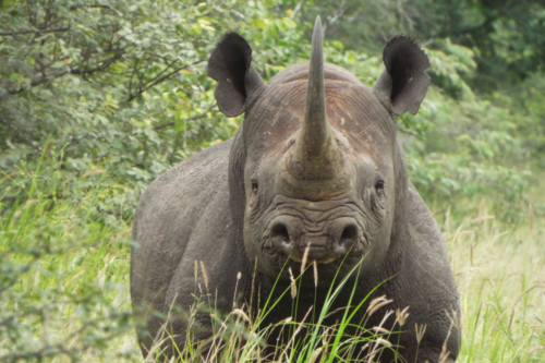 Knowing Your Rhinos | News | Save the Rhino International