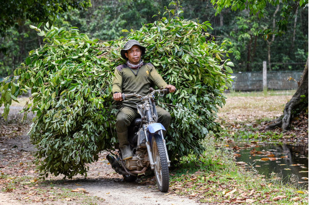 Motorbike carrying leaves and branches.