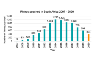Graph showing rhinos poached in South Africa, 2007-2020.