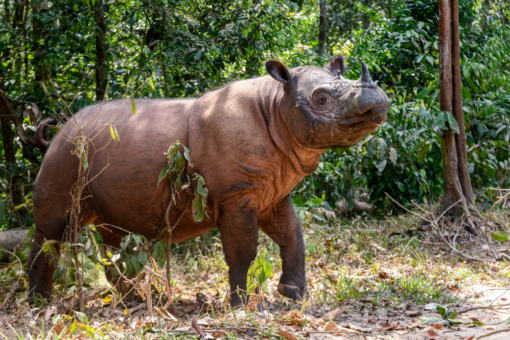 Sumatran rhino at the SRS