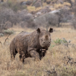 Black rhino at Ol Jogi Conservancy
