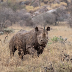 Habitat Loss | Threats | Save the Rhino International