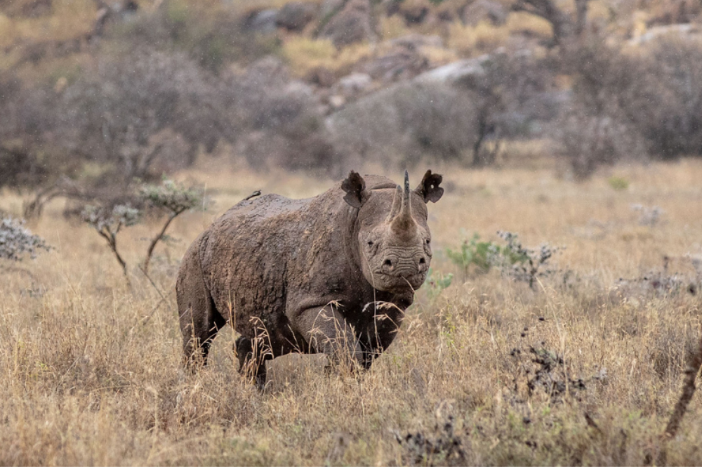 Rhino Facts | Rhino Information | Save the Rhino International