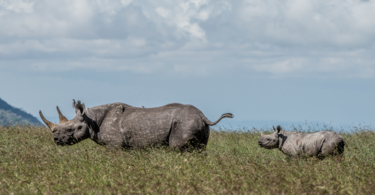 Black rhino cow and calf
