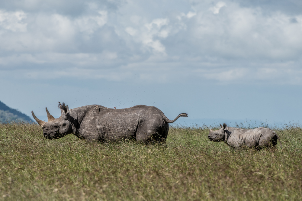 Black rhino cow and calf