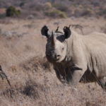 Black rhino at Ol Jogi Conservancy