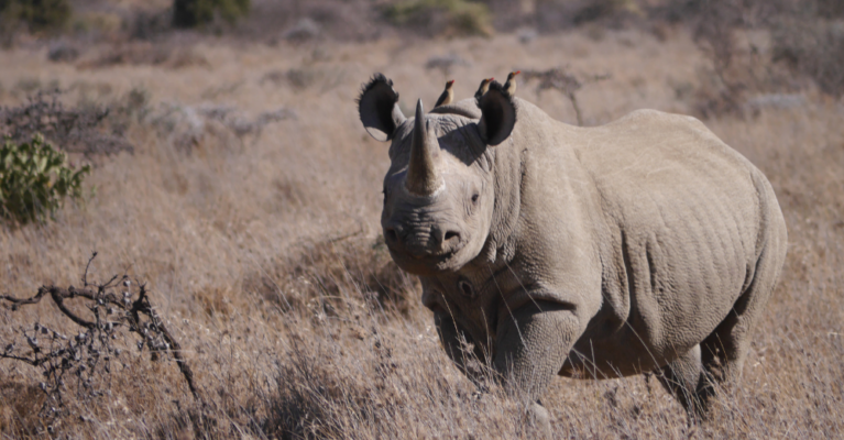 Black rhino at Ol Jogi Conservancy