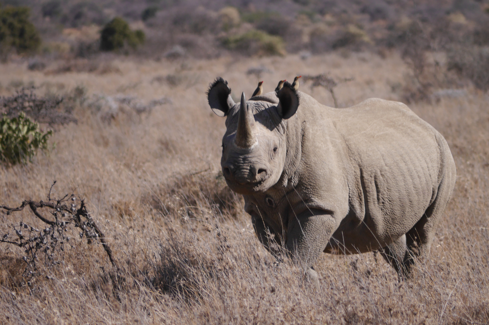 Black rhino at Ol Jogi Conservancy