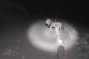 Lion spotted via Ol Jogi CCTV Footage