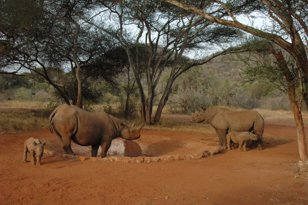 Looking after rhinos Tanzania