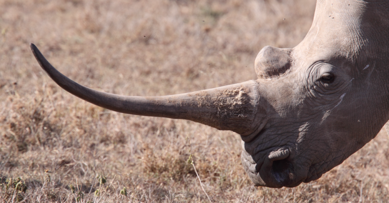 White rhino with a very big horn