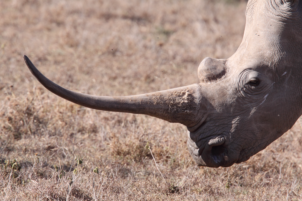 White rhino with a very big horn