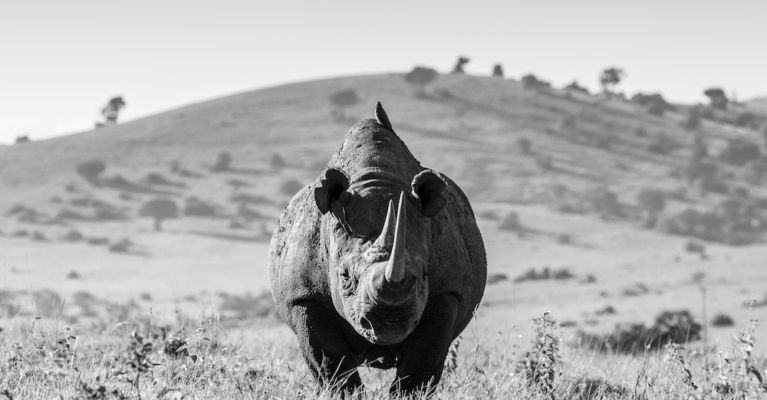 Black rhino, black and white