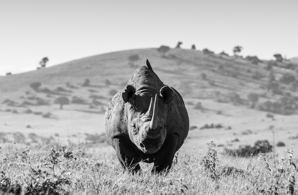 Black rhino, black and white