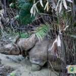 Javan rhino camera trap