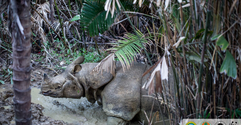 Javan rhino camera trap