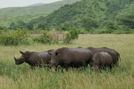 White rhinos in long grass
