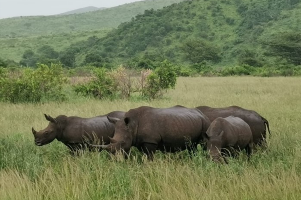 White rhinos in long grass